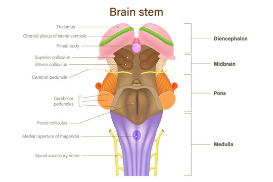 Brain stem vector. Human brain anatomy. Diencephalon, Midbrain, pons and medulla. Thalamus anatomy.
