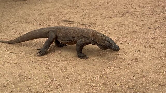 Close up side view of an adult Komodo dragon walking and flicking its tongue on dry dirt