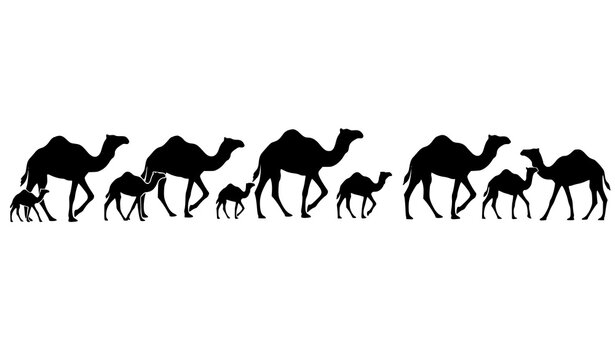 Camel caravan silhouette vector illustration with walking desert animals for travel and safari design