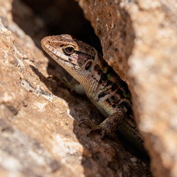 A close-up shot reveals a small lizard with intricate scale patterns peeking out from a narrow crevice between two large brown rocks.