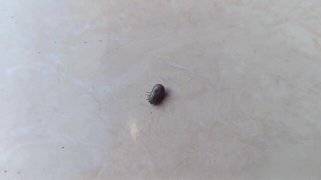 Footage of a blood-fed tick trying to stand on a ceramic tile. Ticks are parasitic animals.