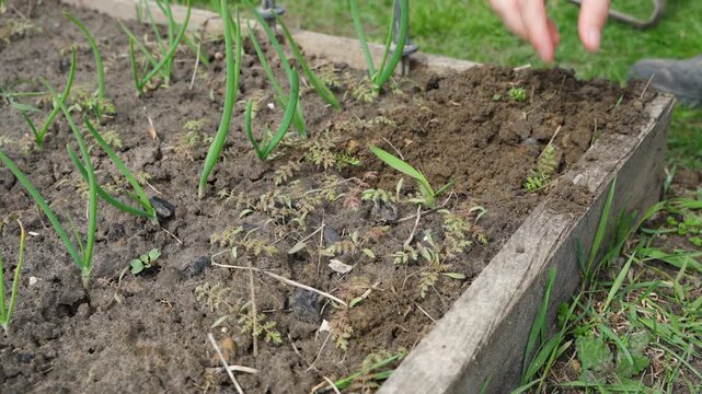 Gardener loosening soil with hoe and collecting weeds close-up