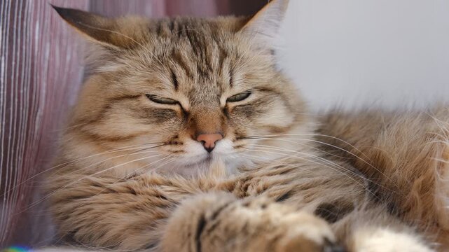 Portrait of well-fed cat, lounging, close up eyes. The fur is thick and immaculately groomed, glowing softly in the gentle light, relaxing, ready to nap. Calmness, tranquil ambiance, peaceful moment