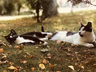 Fototapeta premium cat and dog