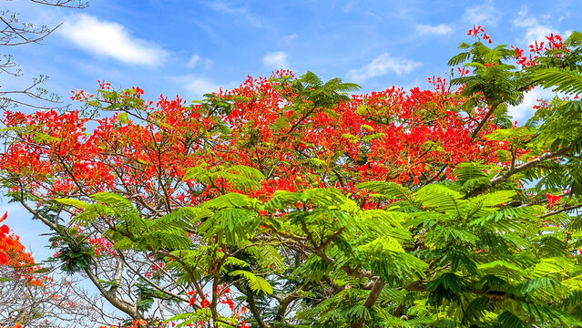 The vibrant tropical Delonix regia, known as the 'flame tree', displays rich red-orange flowers under a blue sky.