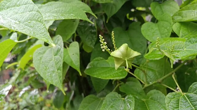 Sacha inchi plant (Plukenetia volubilis) with star-shaped fruit and leaves video