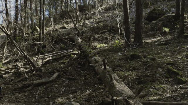 Old forest. Downed dead tree in the woods. Surrounded by moss and windy trees