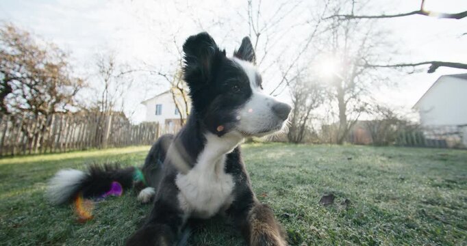 A medium close-up shot using a dramatic 18mm wide-angle lens. A freshly groomed Australian Shepherd lies on the green lawn while the bright morning sun creates a strong backlight effect and natural le