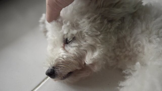 Scratching a white toy poodle's head. Close up