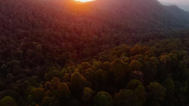 Sunset light illuminating a dense forest on a mount Nevado de Colima in Jalisco, Mexico