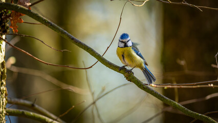eine Blaumeise sitzt auf einem Ast © jsr548