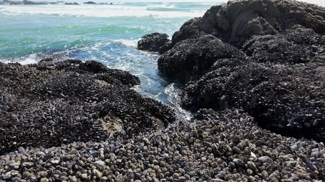 California Coastline Rocks Covered in Mussels
