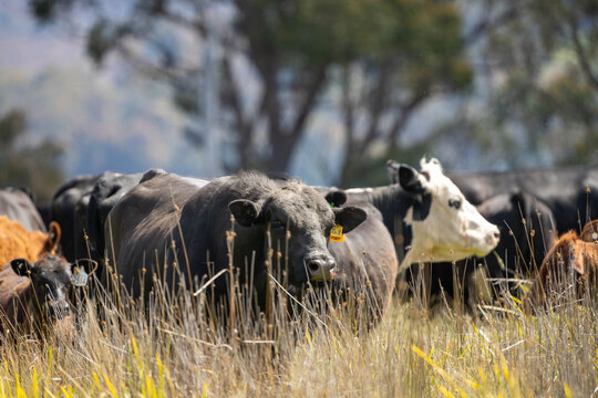 beautiful cattle in Australia  eating grass, grazing on pasture. Herd of cows free range beef being regenerative raised on an agricultural farm. Sustainable farming 
