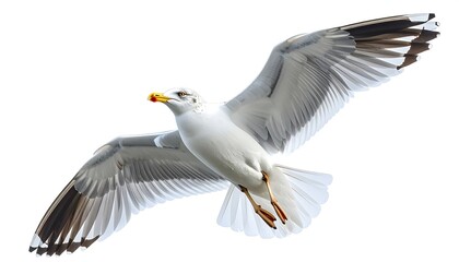 Obraz premium A white bird with outstretched wings flies against a plain background