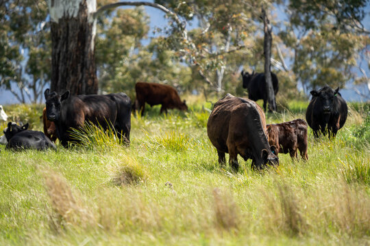 beautiful cattle in Australia  eating grass, grazing on pasture. Herd of cows free range beef being regenerative raised on an agricultural farm. Sustainable farming 