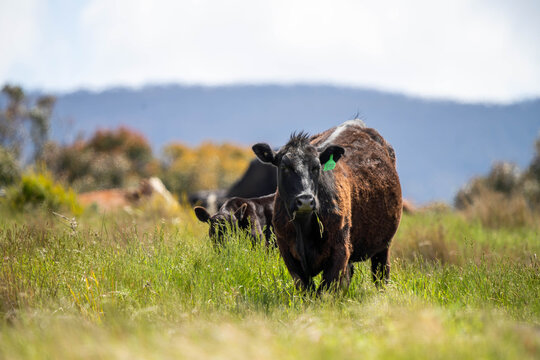 beautiful cattle in Australia  eating grass, grazing on pasture. Herd of cows free range beef being regenerative raised on an agricultural farm. Sustainable farming 
