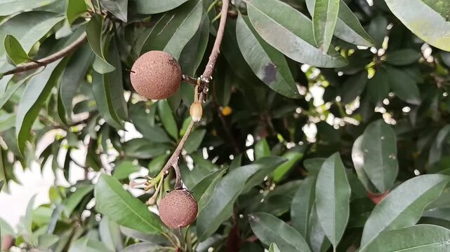 Sapodilla fruit (Manilkara zapota) on tree branch