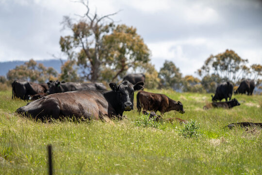 beautiful cattle in Australia  eating grass, grazing on pasture. Herd of cows free range beef being regenerative raised on an agricultural farm. Sustainable farming 