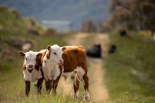 beautiful cattle in Australia  eating grass, grazing on pasture. Herd of cows free range beef being regenerative raised on an agricultural farm. Sustainable farming 