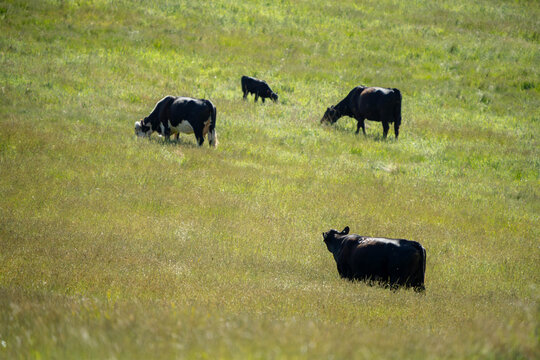 beautiful cattle in Australia  eating grass, grazing on pasture. Herd of cows free range beef being regenerative raised on an agricultural farm. Sustainable farming 