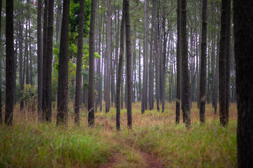Fototapeta premium Many large groups of pine trees in the forest.
