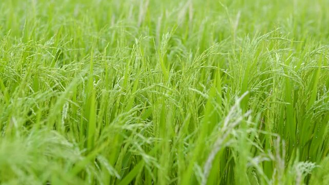 Rice ears bathed in the light of dusk
