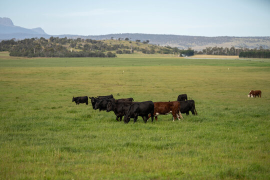 beautiful cattle in Australia  eating grass, grazing on pasture. Herd of cows free range beef being regenerative raised on an agricultural farm. Sustainable farming 
