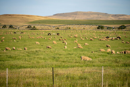 Sheep in a field. Merino sheep, grazing and eating grass in New zealand and Australia