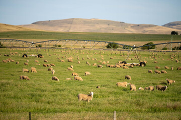 Obraz premium Sheep in a field. Merino sheep, grazing and eating grass in New zealand and Australia