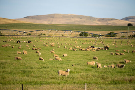 Sheep in a field. Merino sheep, grazing and eating grass in New zealand and Australia
