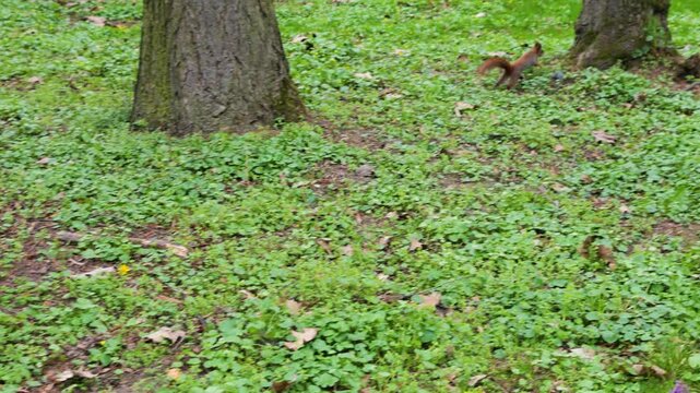 Red squirrel with a nut in its mouth runs on the green grass in the park. Fluffy squirrel jumping on the ground among clover leaves and searching for a place to hide food. 