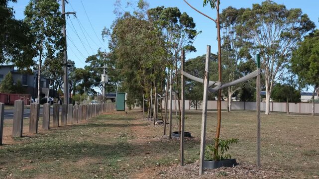 Newly planted young trees supported by wooden stakes in a suburban parkland, urban reforestation and heat mitigation infrastructure, Melbourne, Australia. Community cooling measures