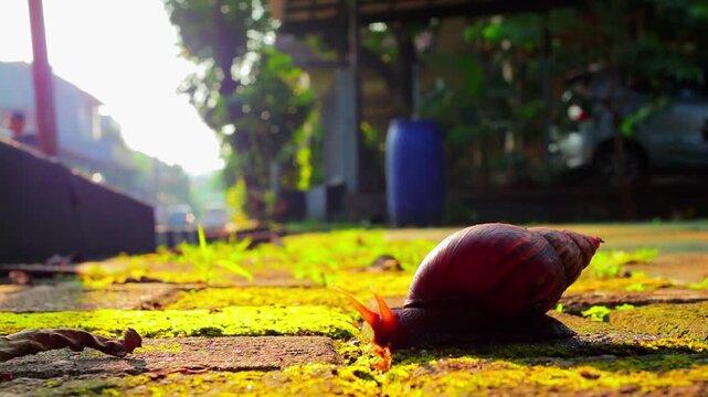 Sunlit snail crawls slowly over mossy pavement. Soft focus background highlights natural outdoor setting. Golden light enhances peaceful, slow-motion moment. Ideal for nature, wildlife, or calm.