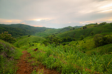 Fototapeta premium Lush green hills and mountains in the dense forest, in the evening.