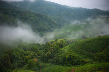 Fototapeta premium Rain fell on the hills and mountains, in the lush green forest. In the morning, there was fog.