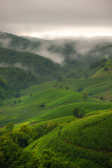 Fototapeta premium Rain fell on the hills and mountains, in the lush green forest. In the morning, there was fog.