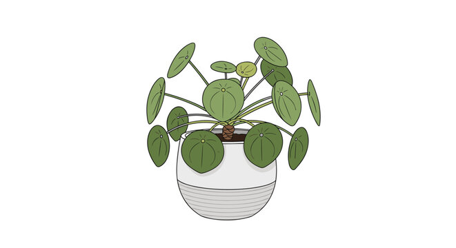 Pilea peperomioides houseplant in a decorative white ceramic pot isolated on a plain white background for indoor gardening theme.