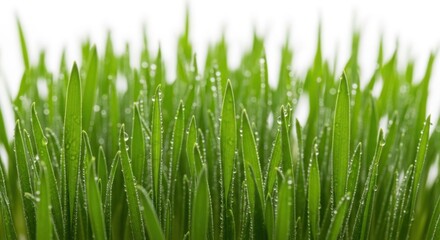 Naklejka premium Fresh Green Grass Blades Close Up