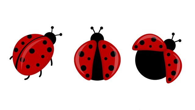 Flat design of lady bug on white background.