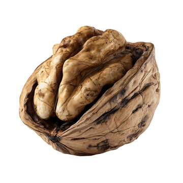Cracked walnut shell texture shot