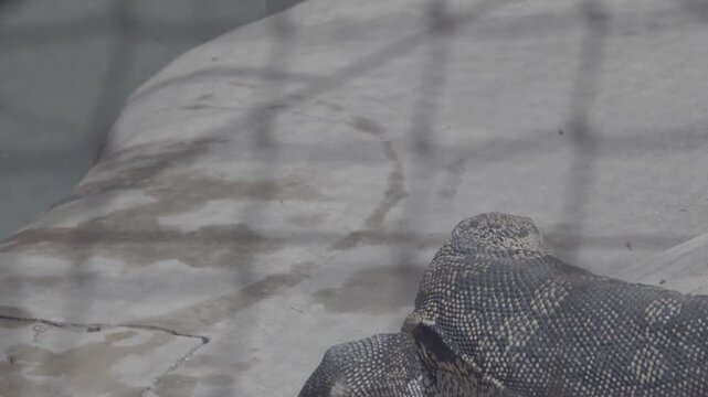 Asian water monitor lizard walking past camera behind the fence.
