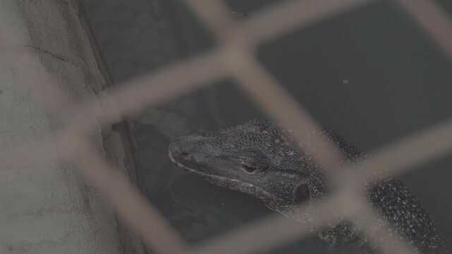 Asian water monitor lizard submerged in the water behind the fence.