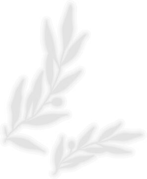 Eucalyptus Olive Leaf Shadow, Botanical Branch Silhouette