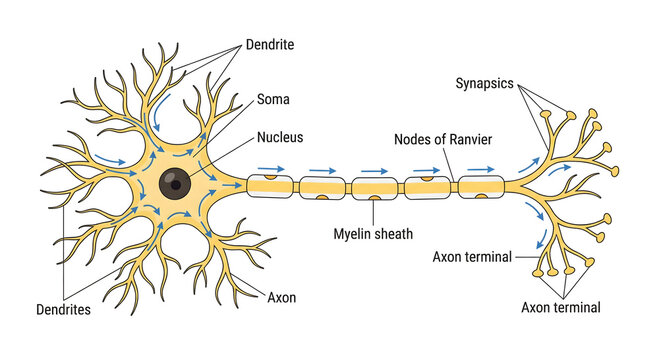 Neuron Cell Anatomy Diagram