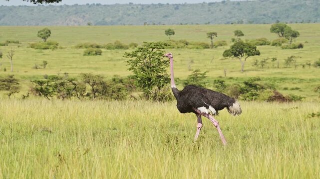 Large wild male ostrich walking in the African savanna