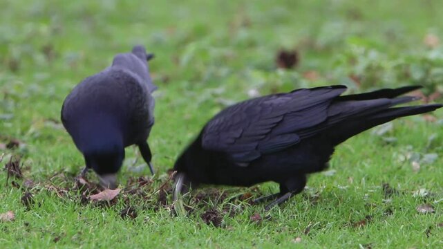 Two black rooks foraging in the green grass