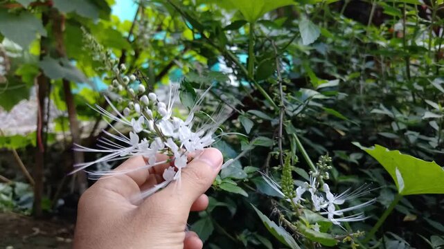 Wide shot of Delicate white cat's whiskers flower blooming among green leaves in an outdoor garden, perfect for botanical and herbal medicine themes.