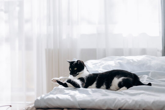 Cute cat palying on the bed in cozy bedroom