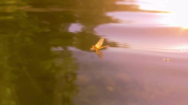 Beautiful yellow mayfly insect floating on quiet pond water