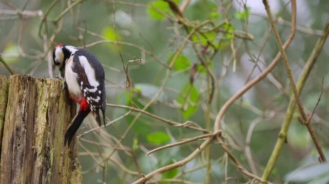 Great spotted woodpecker pecks a weathered tree stump, foraging for insects in woodland habitat. Close-up side view with natural bokeh and branches in background.